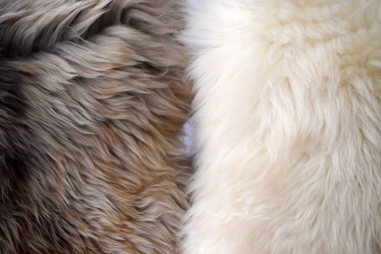 Cuero de oveja blanca Taller N°9